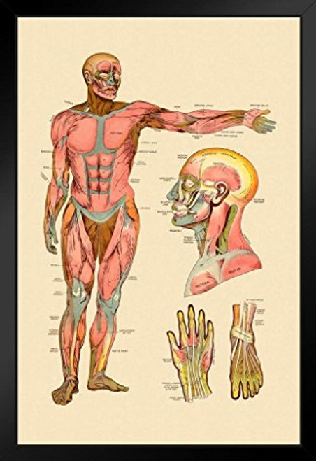 Diagram of Front Muscles of Human Body Vintage Anatomy Chart Black Wood Framed Art Poster 14x20