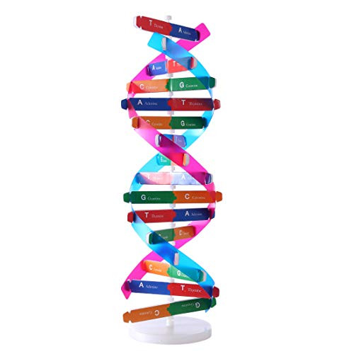 PeleusTech Human Genes DNA Models Double Helix Science Popularization Teaching Aids for Children Adults - with Instructions