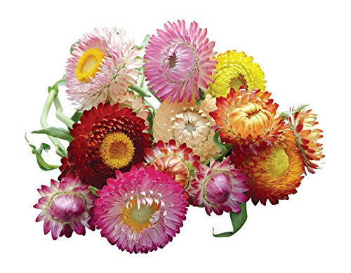 Burpee Tall Mixed Colors Strawflower Seeds 750 seeds