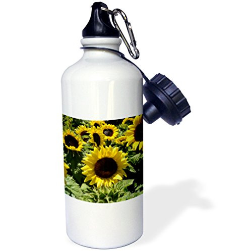 3dRose wb_22807_1 Long Horn Steer South Island New Zealand Sports Water Bottle, 21 oz, White 3dRose wb_22807_1 Long Horn Steer South Island New Zealand Sports Water Bottle, 21 oz, White