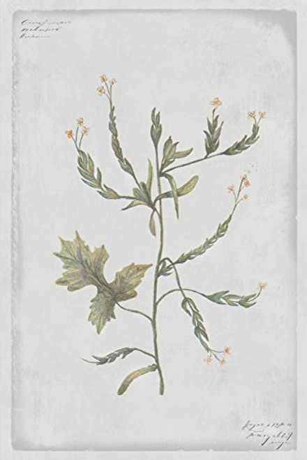 Posterazzi Hedge Mustard Poster Print by PI Collection (18 x 12)