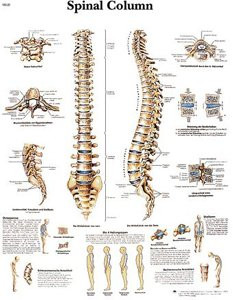 3B Scientific VR1152L Glossy Laminated Paper Spinal Column Anatomical Chart, Poster Size 20" Width x 26" Height