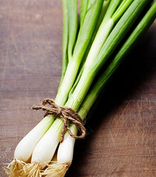 Evergreen Bunching Onions Seeds - Hardy Heirloom Scallions - Non-GMO 1,000 Seeds