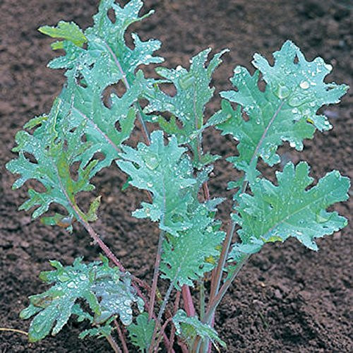 Kale Red Russian Seeds - Healthy Heirloom Garden Planting - Non GMO 1,000 Seeds by Hill Creek Seeds