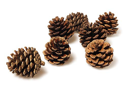 Pinecones Bulk - 50 Pine Cones in Bulk for Crafts, Natural, Unscented! Pinecones Bulk - 50 Pine Cones in Bulk for Crafts, Natural, Unscented!