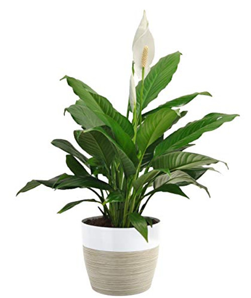 Costa Farms Spathiphyllum Peace Lily Live Indoor Plant, 15-Inch, White-Natural Décor Planter