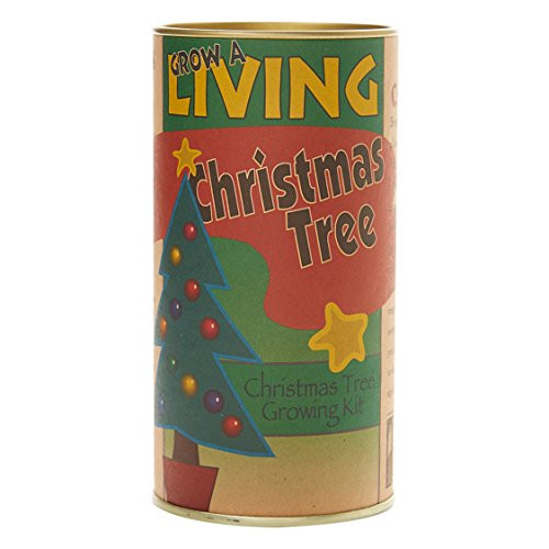The Jonsteen Company Nation's Christmas Tree (Giant Sequoia) | Seed Grow Kit