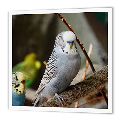 3dRose ht_185097_3 Grey Budgie Bird Iron on Heat Transfer, 10 by 10", for White Material