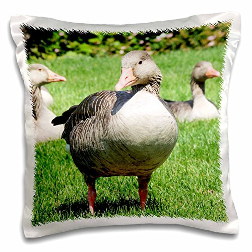 3D Rose Cute Image of Grey Domestic Cat People Animal pet Kitty Pillow Case, 16" x 16" 3D Rose Cute Image of Grey Domestic Cat People Animal pet Kitty Pillow Case, 16" x 16"