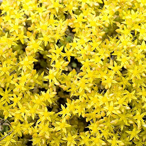 Outsidepride Sedum Acre Ground Cover Plant Seed - 5000 Seeds