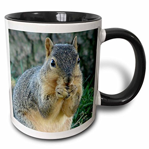 3dRose mug_6451_4 Squirrel Eating Acorns Photographed by Angelandspot - Two Tone Black Mug, Multicolored, 11 oz