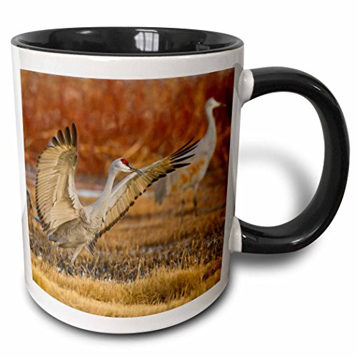 3dRose 191320_4 Sandhill Crane Landing At Roost Pond New Mexico Usa Two Tone Mug 11 oz Black