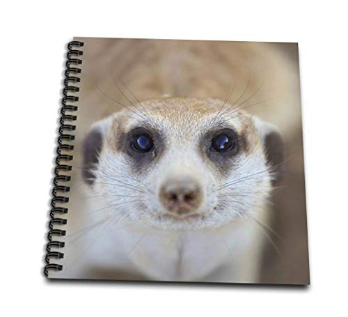 3dRose db_207370_3 A Meerkat Looking Up at The Camera Keetmanshoop Namibia Mini Notepad, 4" x 4"