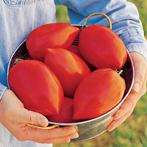 Burpee 'Big Mama' Hybrid | Large Red Paste Tomato | 50 Seeds