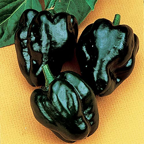 Burpee Ancho Poblano Hot Pepper Seeds 100 seeds