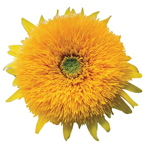 Burpee Honey Bear Sunflower Seeds 25 seeds