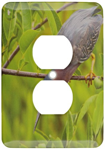 3dRose lsp_143637_6 Usa, Florida Green Heron Bird Hunting Us10 Bjy0001 Jaynes Gallery 2 Plug Outlet Cover