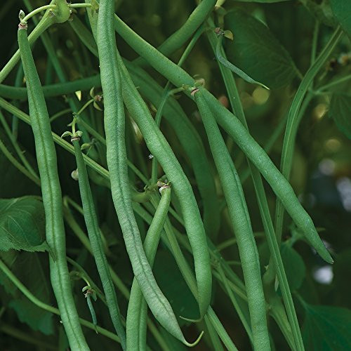 Burpee Beananza Bush Bean Seeds 2 ounces of seed