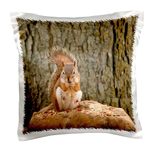 3dRose pc_54410_1 Red Squirrel-Pillow Case, 16 by 16"