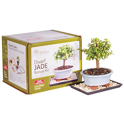 Brussel's Live Dwarf Jade Indoor Bonsai Tree Kit - 3 Years Old; 6" to 10" Tall with Decorative Container Brussel's Live Dwarf Jade Indoor Bonsai Tree Kit - 3 Years Old; 6" to 10" Tall with Decorative Container