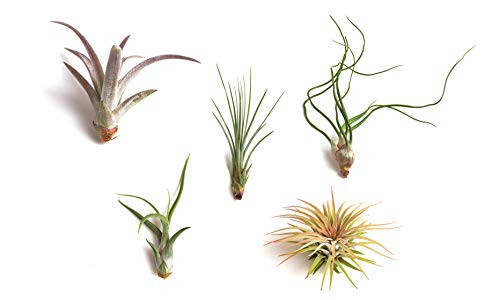 Shop Succulents | Live Air Plants Hand Selected Assorted Variety of Species, Tropical Houseplants for Home Décor and DIY Terrariums, 5-Pack,