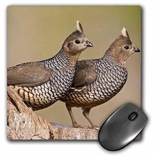 3dRose LLC 8 x 8 x 0.25 Inches Mouse Pad, Scaled Quail Bird Brush Country of South Texas Larry Ditto (mp_94469_1) 3dRose LLC 8 x 8 x 0.25 Inches Mouse Pad, Scaled Quail Bird Brush Country of South Texas Larry Ditto (mp_94469_1)
