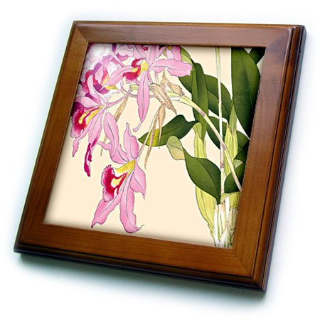 3dRose ft_175429_1 Light and Dark Pink Laelia Orchids-Framed Tile Artwork, 8 by 8-Inch