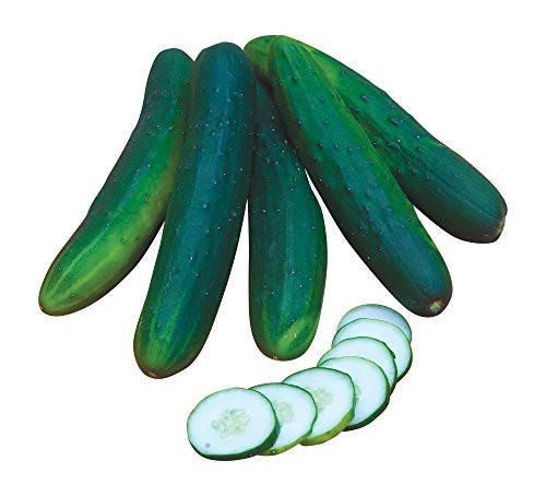 Burpee Sweet Burpless Slicing Cucumber Seeds 70 seeds