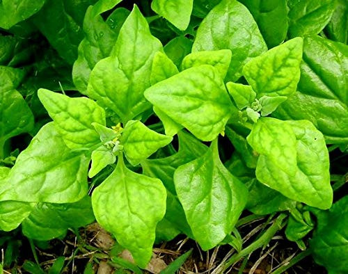 New Zealand Spinach Seeds for Planting Tetragonia Around 5 Seeds