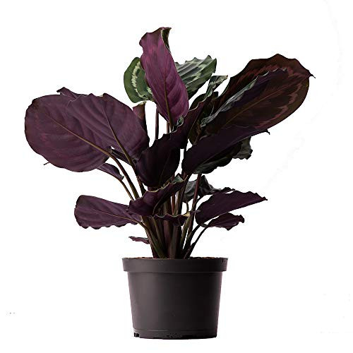 American Plant Exchange Calathea Medallion Peacock Live Plant, 6" Pot, Indoor/Outdoor Air Purifier