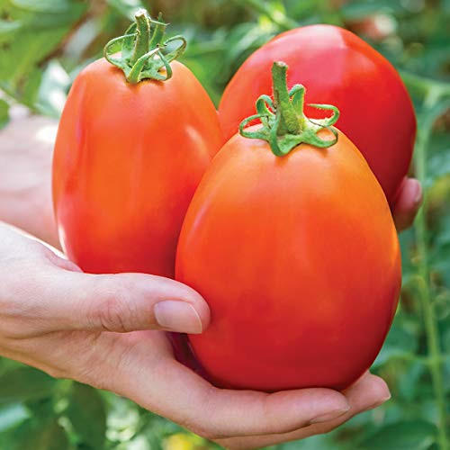Burpee 'Gladiator' Hybrid | Red Sauce & Paste Tomato | 25 Seeds