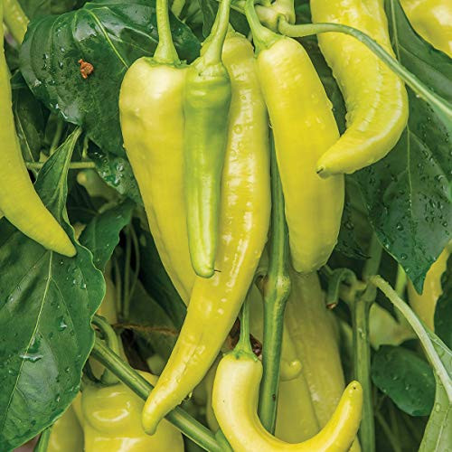 Burpee Blazing Banana Hot Pepper Seeds 25 seeds