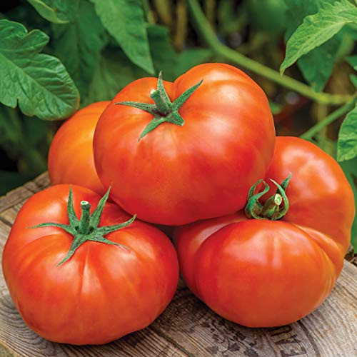 Burpee 'Jersey Boy' Hybrid | Beefsteak Slicing Tomato | Heirloom Flavor | 25 Seeds