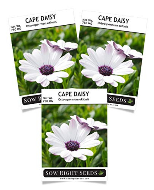 Sow Right Seeds Cape Daisy Seeds - Full Instructions for Planting, Beautiful to Plant in Your Flower Garden; Non-GMO Heirloom Seeds; Wonderful Gardening Gifts (3)