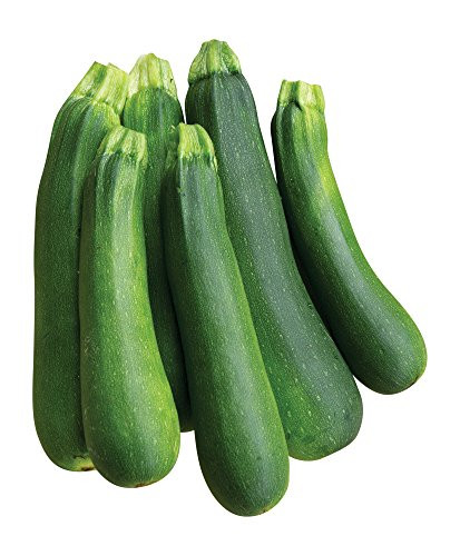 Burpee Best Zucchini Summer Squash Seeds 20 seeds