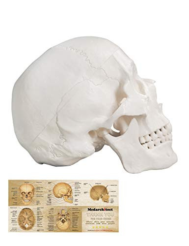 Human Skull Model Life Size 3 Part Anatomical Model with Removable Skull Cap and Articulated Mandible for Medical Student Human Anatomy Study Course