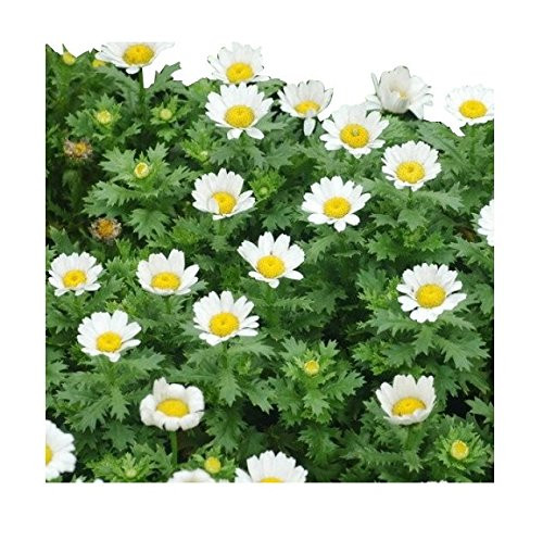 5000 Creeping Daisy Seeds - Annual, Full Sun Daisy