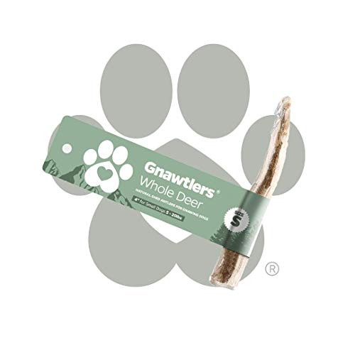 Pet Parents Gnawtlers Premium Deer Antlers for Dogs Naturally Shed Deer Antlers All Natural Deer Antler Dog Chew Specially Selected from The Heartland Regions 4 Deer Antler Small Pet Parents Gnawtlers Premium Deer Antlers for Dogs Naturally Shed Deer Antlers All Natural Deer Antler Dog Chew Specially Selected from The Heartland Regions 4 Deer Antler Small