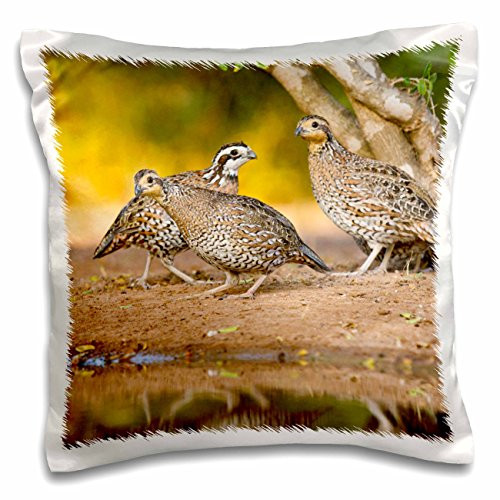 3dRose pc_146690_1 Northern Bobwhite Quail Bird, Emerging From Cover-Us44 Ldi0553-Larry Ditto-Pillow Case, 16 by 16" 3dRose pc_146690_1 Northern Bobwhite Quail Bird, Emerging From Cover-Us44 Ldi0553-Larry Ditto-Pillow Case, 16 by 16"