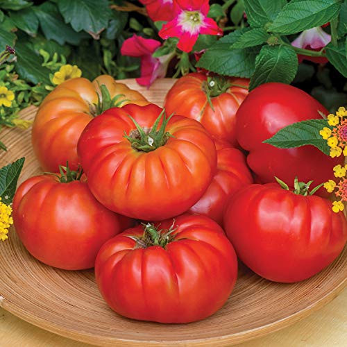 Burpee 'Madame Marmande' Hybrid | Red Beefsteak Slicing Tomato | 30 Seeds
