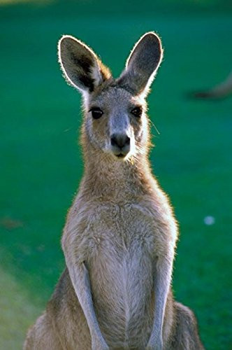 Posterazzi Australia Yamba Golf Course Eastern Grey Kangaroo Poster Print by Peter Skinner  18 x 27