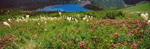 Posterazzi PPI147059L Beargrass Xerophyllum tenax with Grinnell Lake in the background US Glacier National Park Montana USA Poster Print 36 x 12 Posterazzi PPI147059L Beargrass Xerophyllum tenax with Grinnell Lake in the background US Glacier National Park Montana USA Poster Print 36 x 12