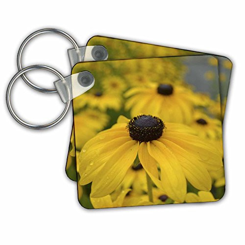 3dRose Black Eyed Susan Garden of Flowers Floral Photography Key Chains 225 x 225 inches set of 2 kc 36167 1 3dRose Black Eyed Susan Garden of Flowers Floral Photography Key Chains 225 x 225 inches set of 2 kc 36167 1