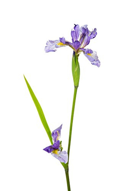 Posterazzi PPI169117 Close up of Blue Flag  Iris versicolor  Flower on White Background Marion County Illinois USA Poster Print 18 x 24