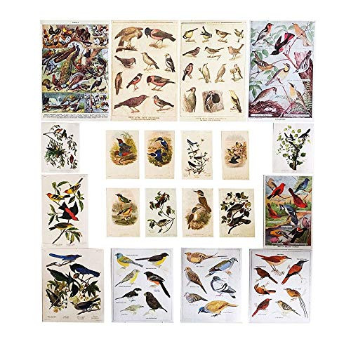 Doraking 60PCS DIY Decoration Vintage Birds Washi Stickers for Scrapbook Decoration Notebooks Planners Doraking Birds Stickers