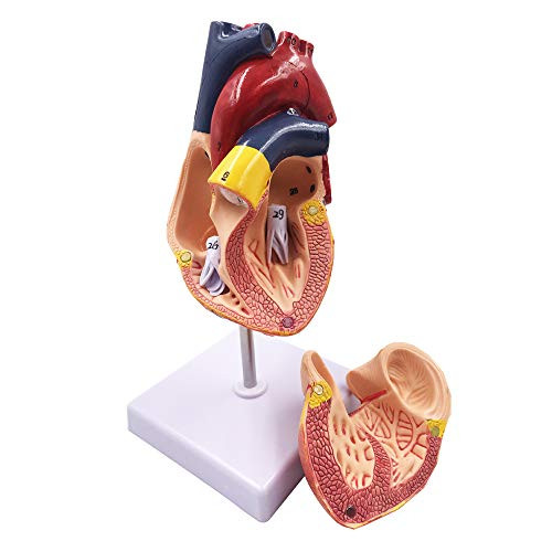 1 1 Human Heart Model   Genuine Life Size Cardiac Anatomical Model 2 Parts Anatomical Teaching Models for Science Classroom and Cardiology Study