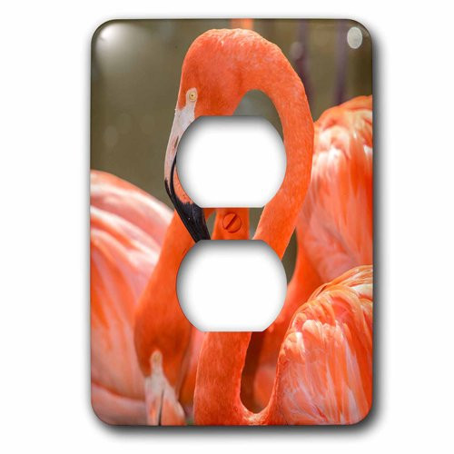 3dRose lsp_209850_6 USA, Florida, Orlando. Pink Flamingos At Gatorland. 2 Plug Outlet Cover