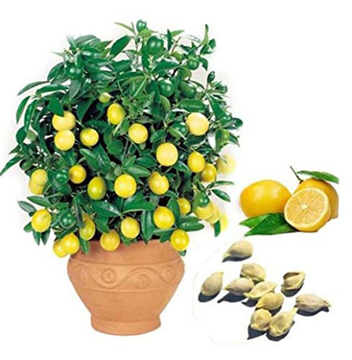 20pcs Bag Lemon Tree Seeds Plants Fruit Seeds High Survival Rate Fruit Tree Seeds Plant for Home Garden Backyard