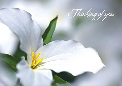 Get Well Greeting Cards   GW1103 Greeting Card Featuring a Get Well Message Alongside a Beautiful Lily Flower Box Set Has 25 Greeting Cards and 26 Bright White Envelopes