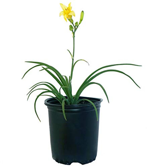 Hemerocallis  Happy Returns   Daylily  Perennial yellow flowers 1   Size Container